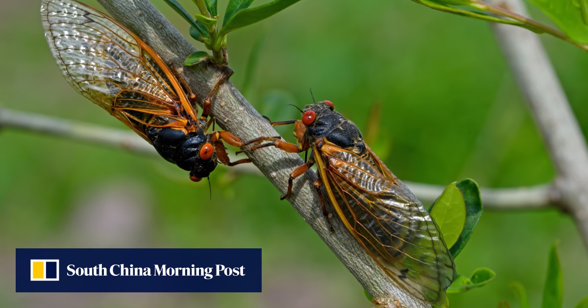 Chinese student suffers temporary hearing loss after 4 hours of cicada noise while camping