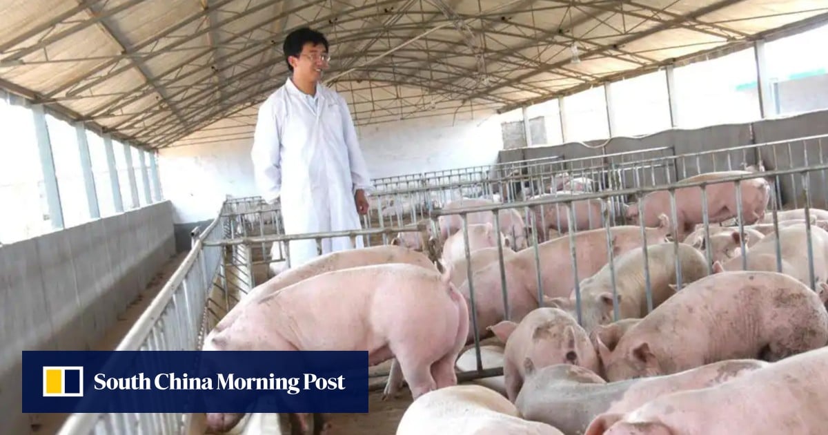Chinese couple lose US$15 million pig farm in false fraud arrest, raising justice questions