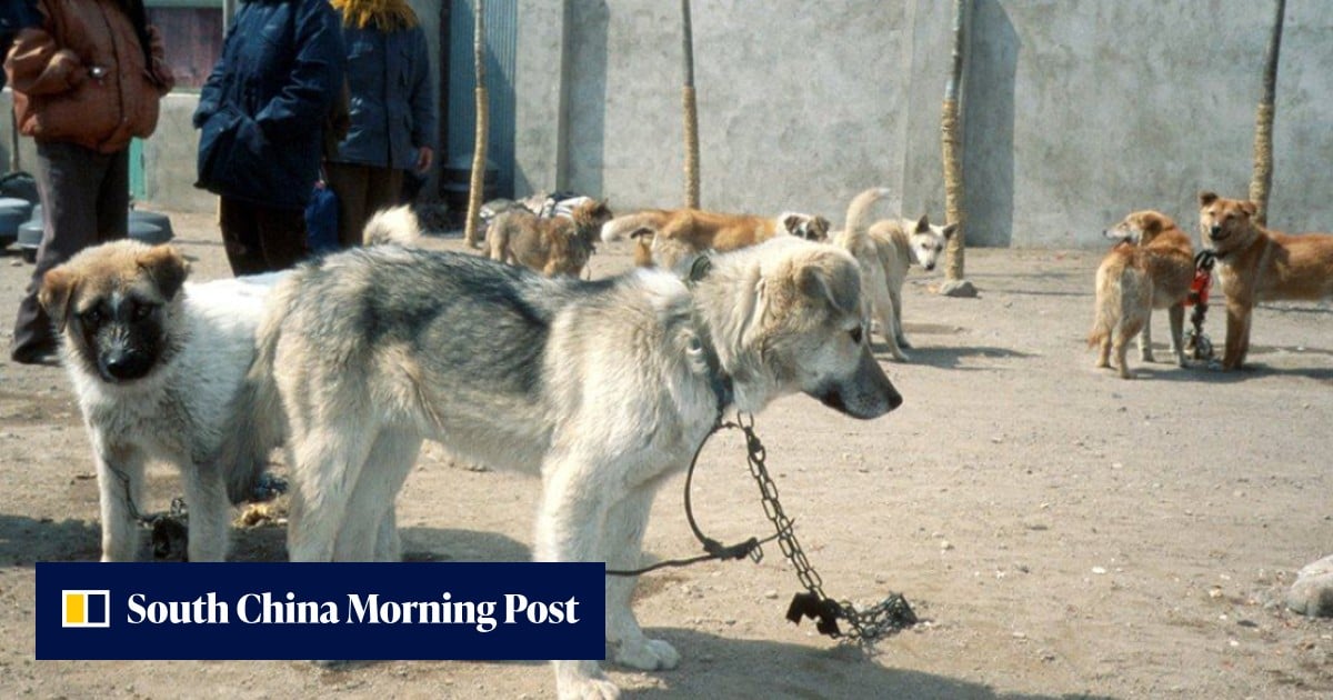 China retaliates on US sanctions; North Korea’s dog meat advisory: SCMP’s 7 highlights