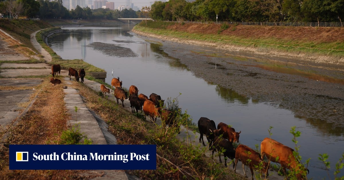 Hong Kong eyes licensing for livestock in New Territories amid urban push