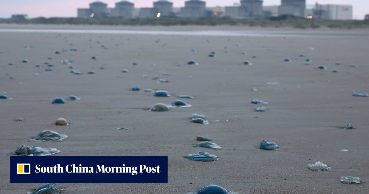 Jellyfish force shutdown of 3 reactors at French nuclear power plant