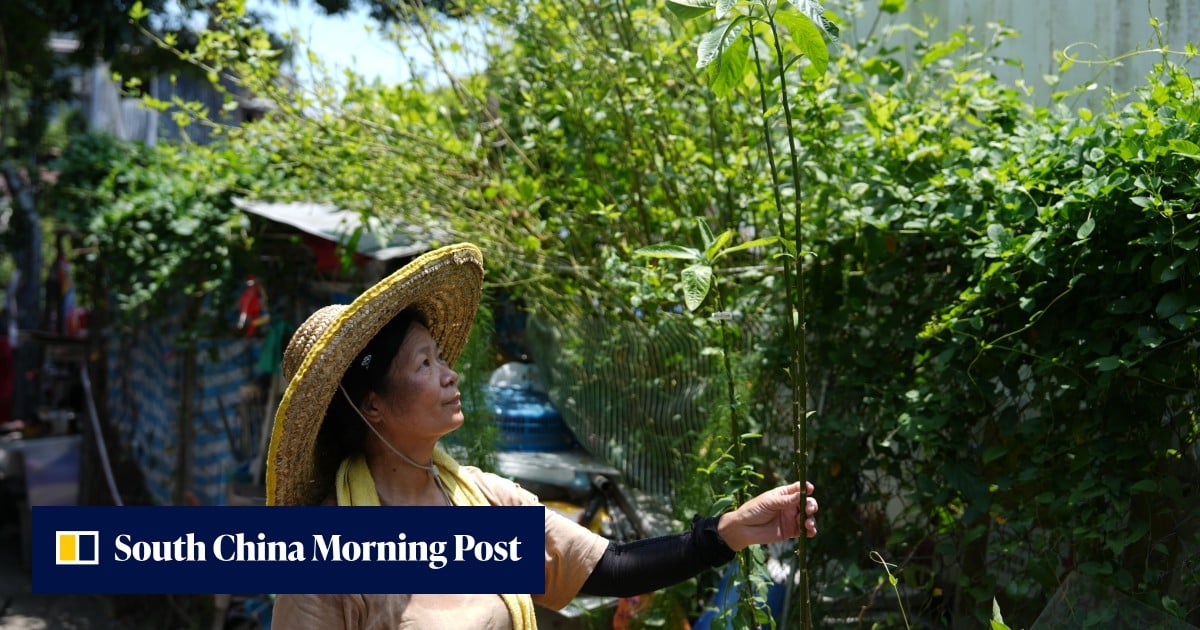 ‘I had planned to stay for life’: last villagers prepare to leave Cha Kwo Ling