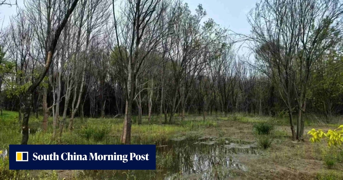 Beijing’s tree die-off reveals hidden risks of rapid underground water recovery