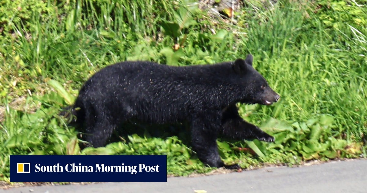 Japanese authorities feel strain of bear-related complaints as fear grips locals