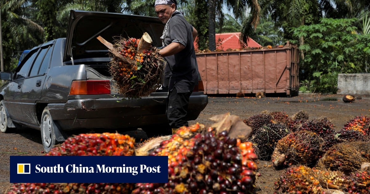 Palm oil to cool data centres? Malaysia explores option as water demand surges