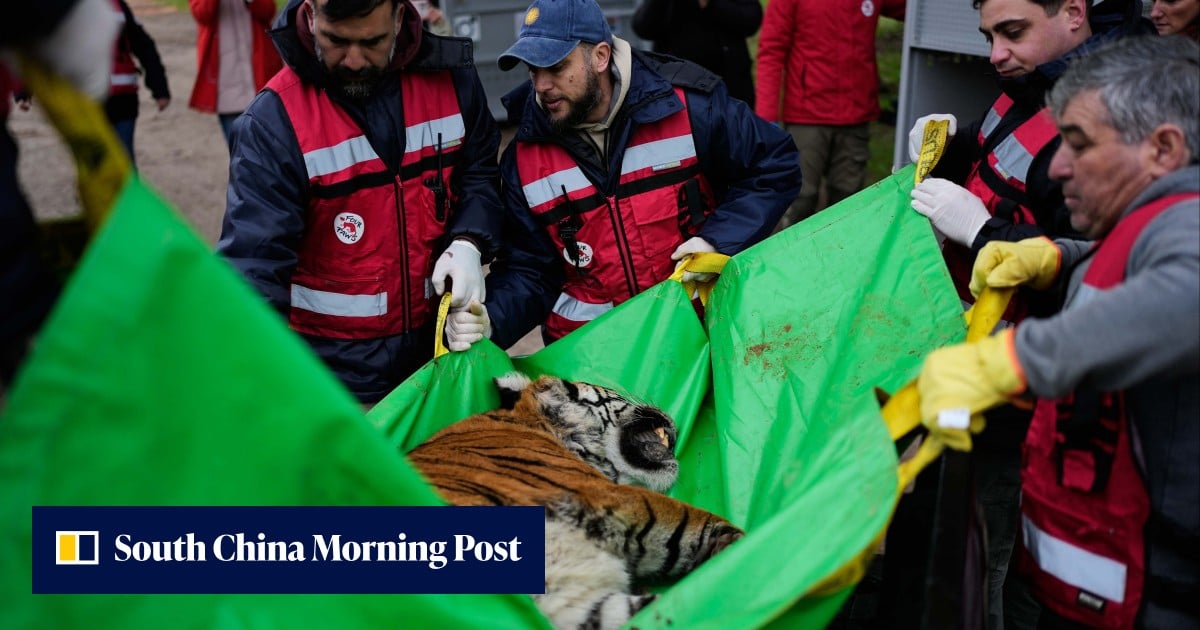 Lions, tigers from notorious zoo in Argentina begin journey to wildlife sanctuaries