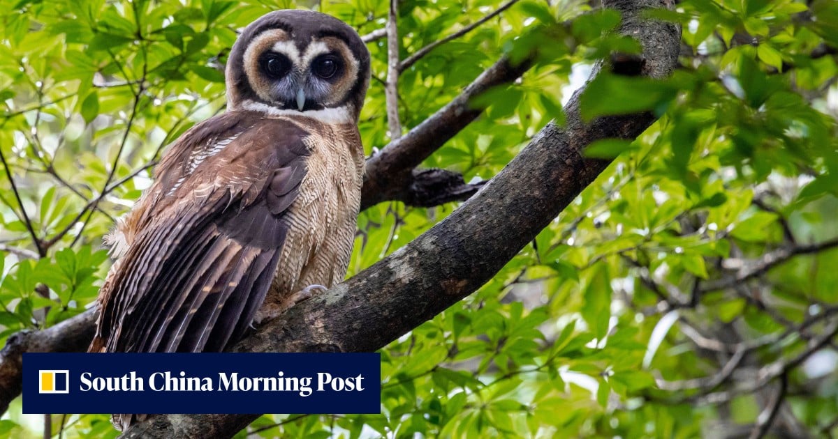 Hong Kong’s biodiversity ‘richer than we know’ but many species lack protection