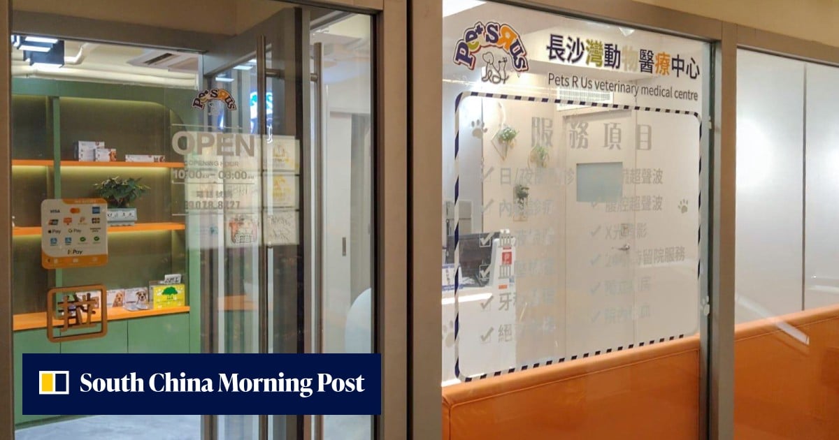 Hong Kong boy, 14, arrested for animal cruelty after badly injured cat dies