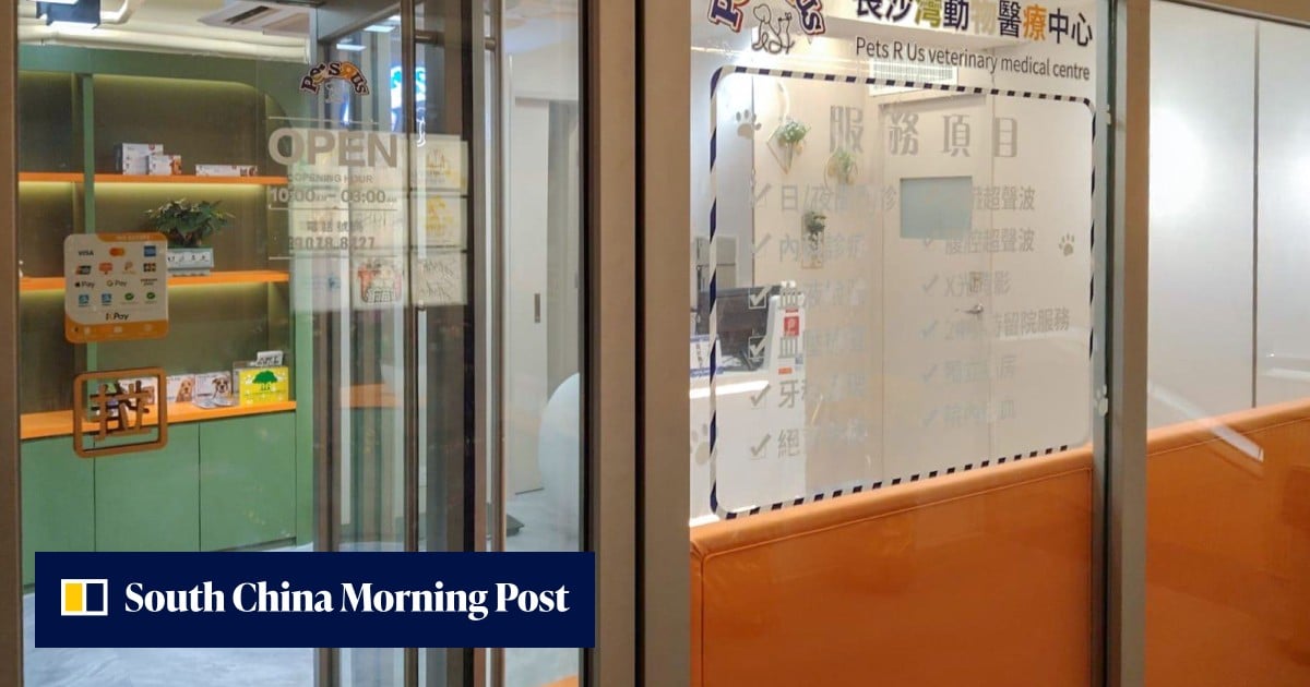 Hong Kong boy, 14, arrested for animal cruelty after badly injured cat dies