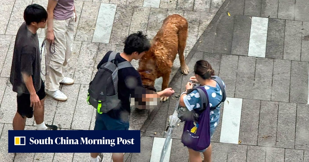 Unleashed 60kg dog runs amok, fatally mauls poodle, bichon frise in Hong Kong