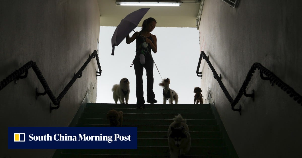 When prey instinct strikes: fast ways to save small pets from big dogs
