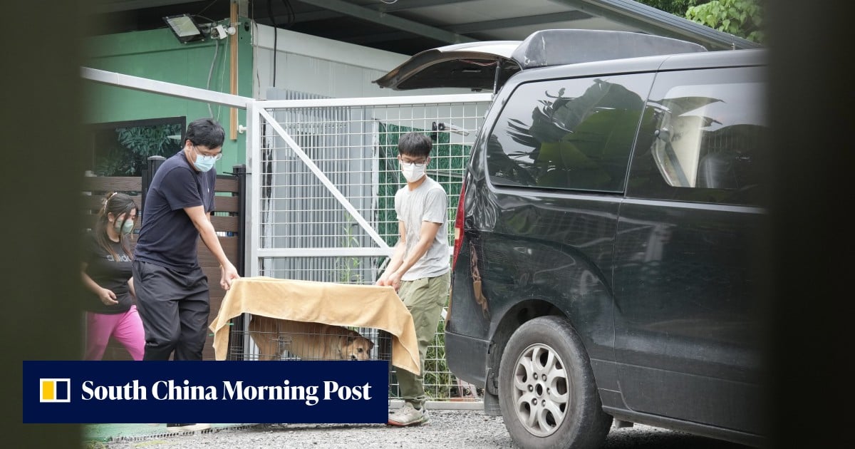 Dog that fatally mauled handler at Hong Kong pet centre a stray awaiting adoption