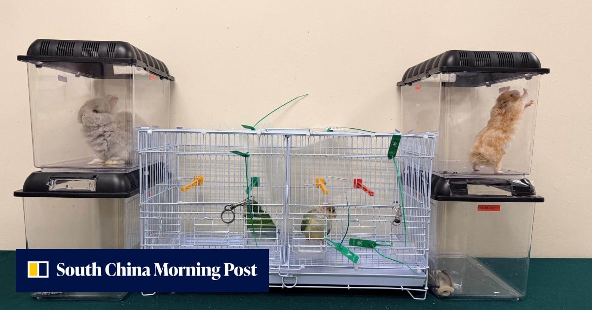 Customs seizes endangered turtles and parrots in 2 cases, arrests woman
