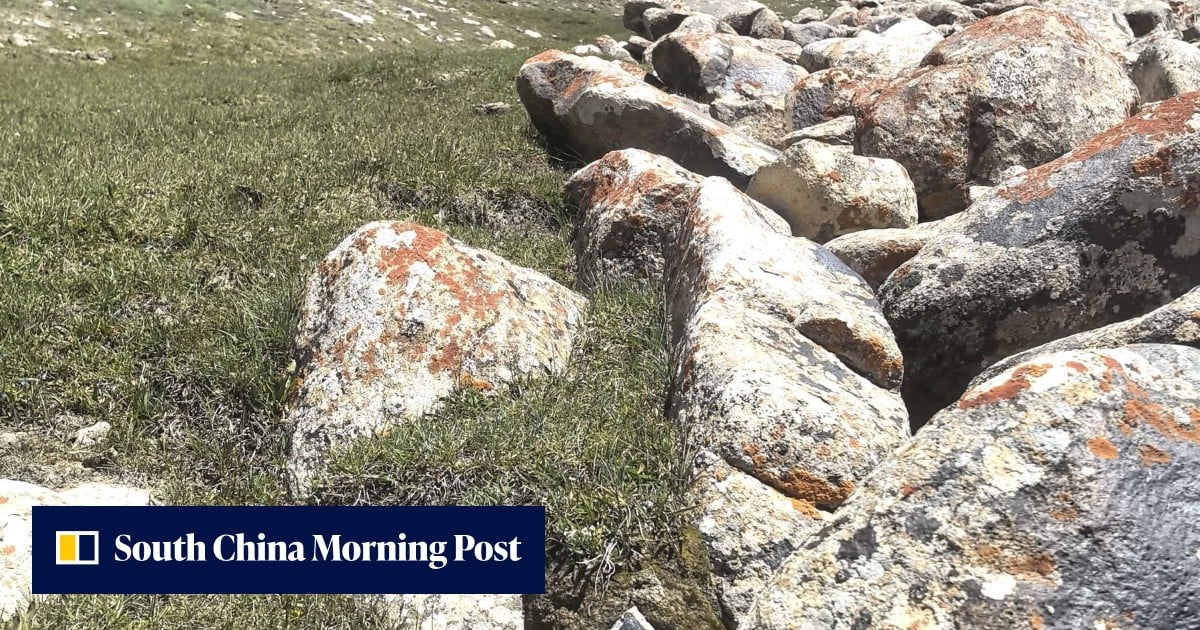 Your backyard could hold a rare earth fortune – and this orange lichen is the clue