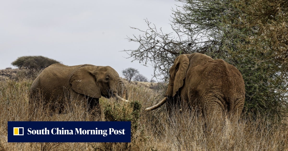 4 arrested as Kenya investigates 18 elephant deaths in Amboseli