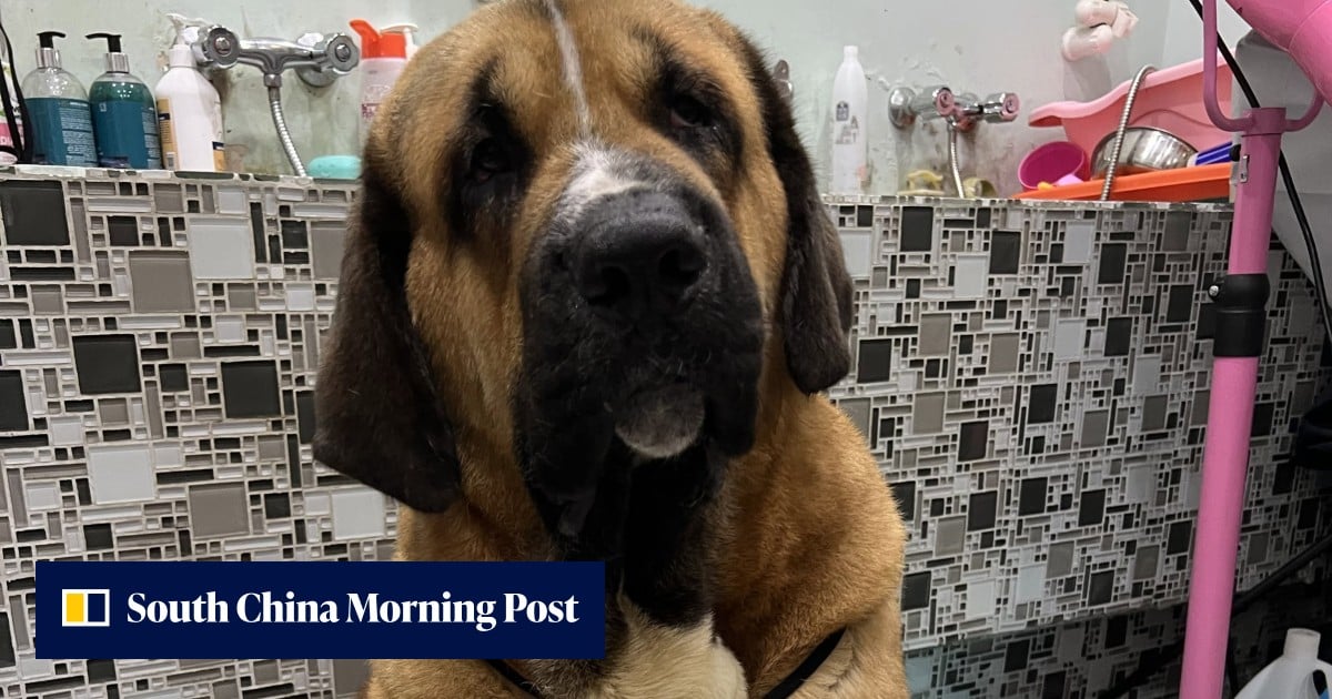 香港建議採納基於特徵的犬隻分級與 DNA 檢測，以應對致命攻擊事件