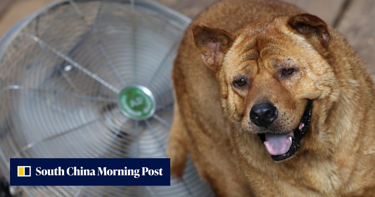 Want to keep a big dog in Hong Kong? Experts share what you should know