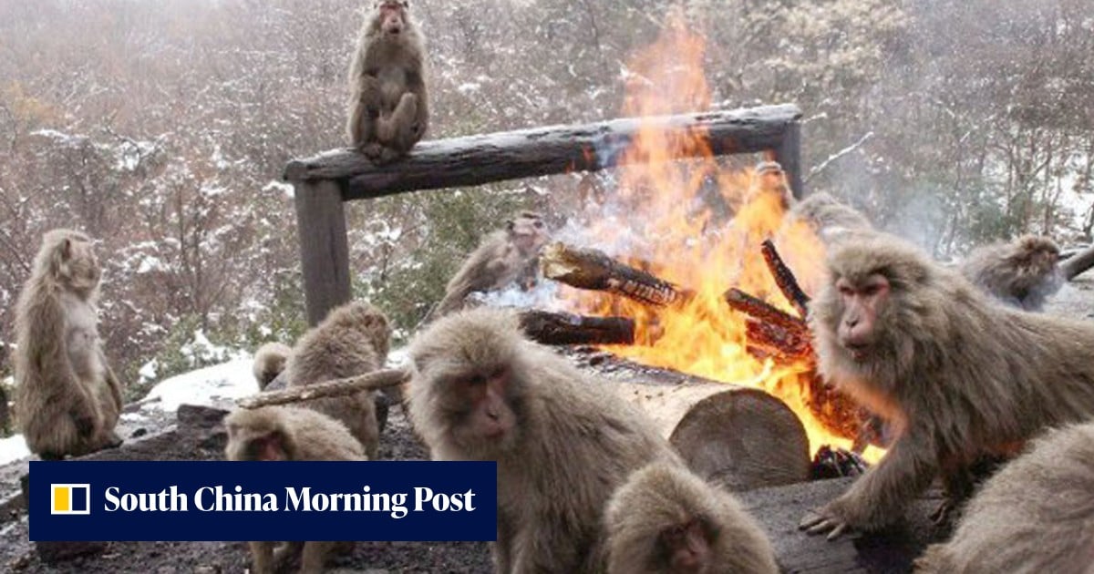 Japan’s famous bonfire monkey zoo to close for major revamp