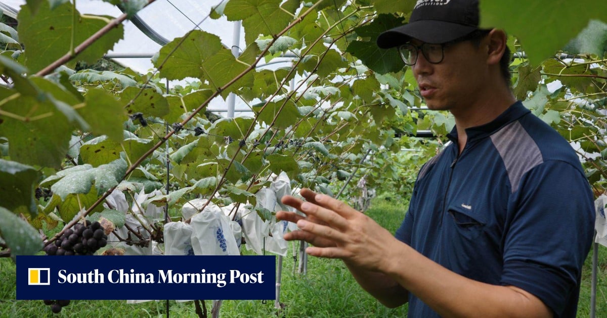 Think South Korea can’t make good wine? This passionate producer wants to change your mind
