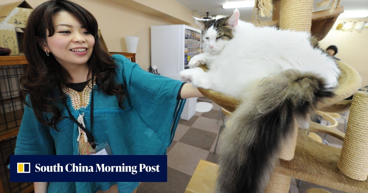 Japan to probe popular animal cafes amid hygiene, welfare concerns