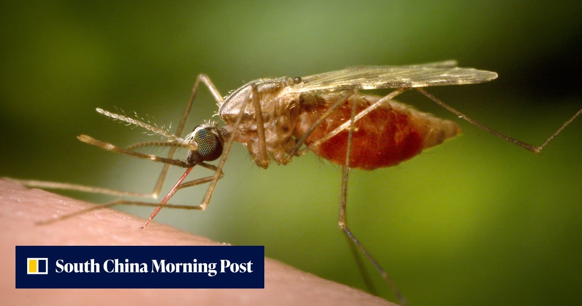 Two German airport workers die of malaria from mosquito on plane