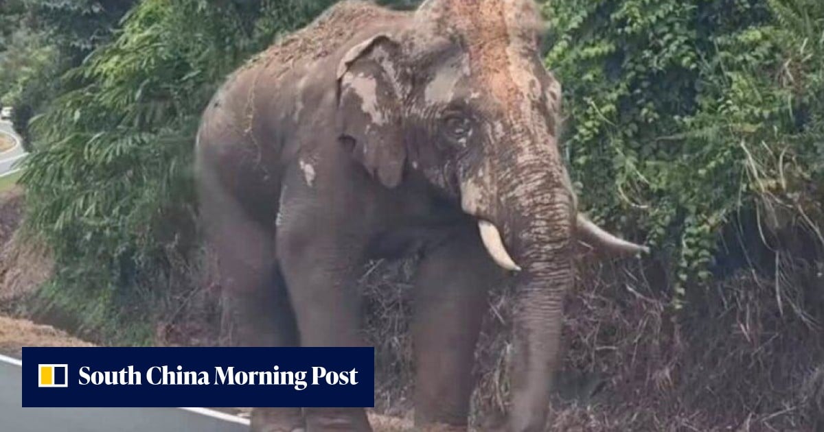 In Malaysia, injured elephant Sulong’s 100km trek home ignites logging debate
