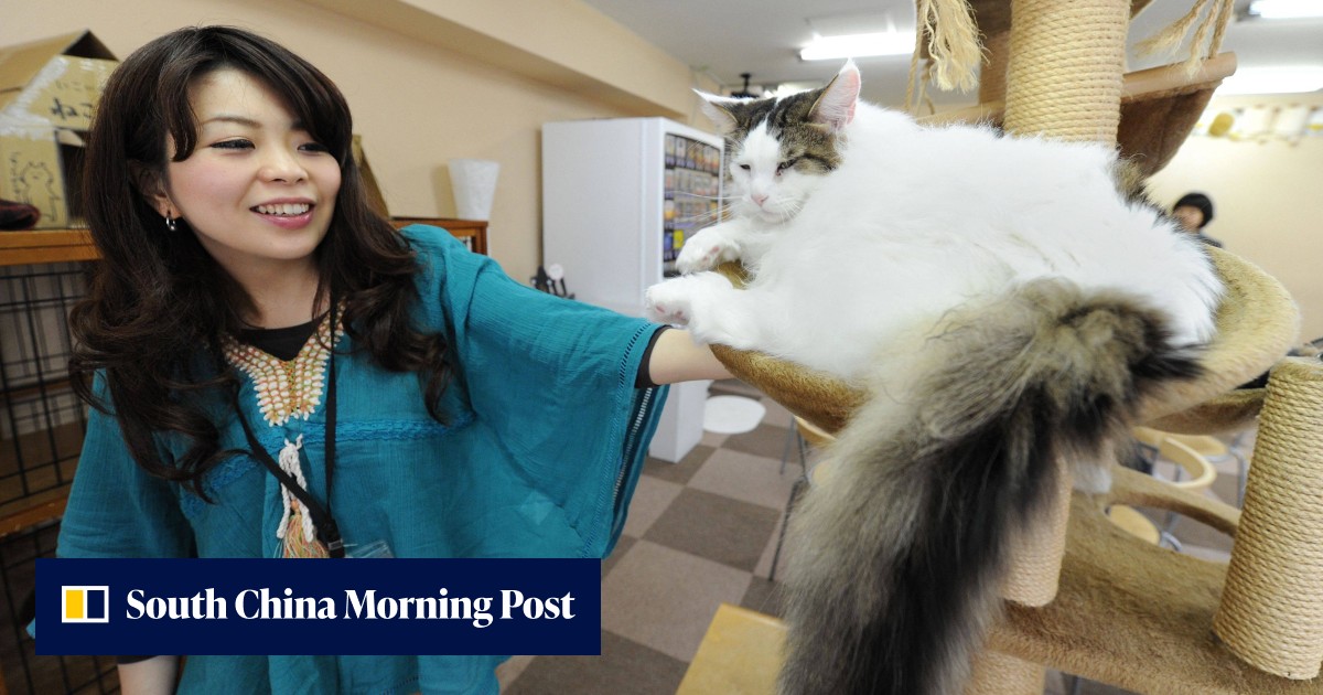 Japan to probe popular animal cafes amid hygiene, welfare concerns