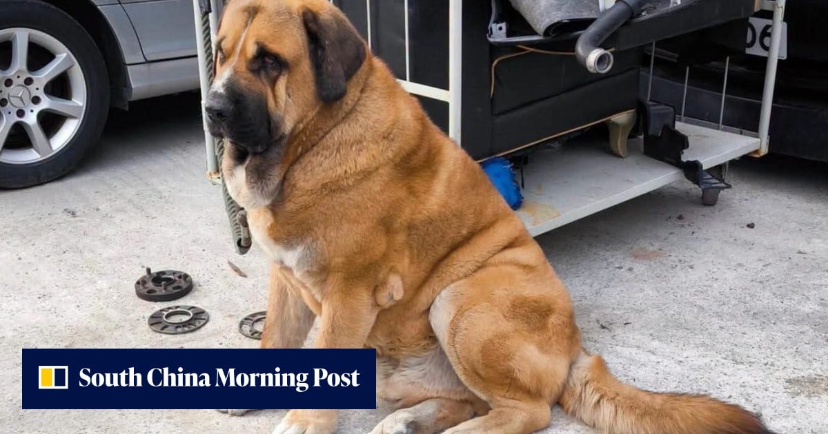 Hong Kong authorities to get tough on careless dog owners during special operations