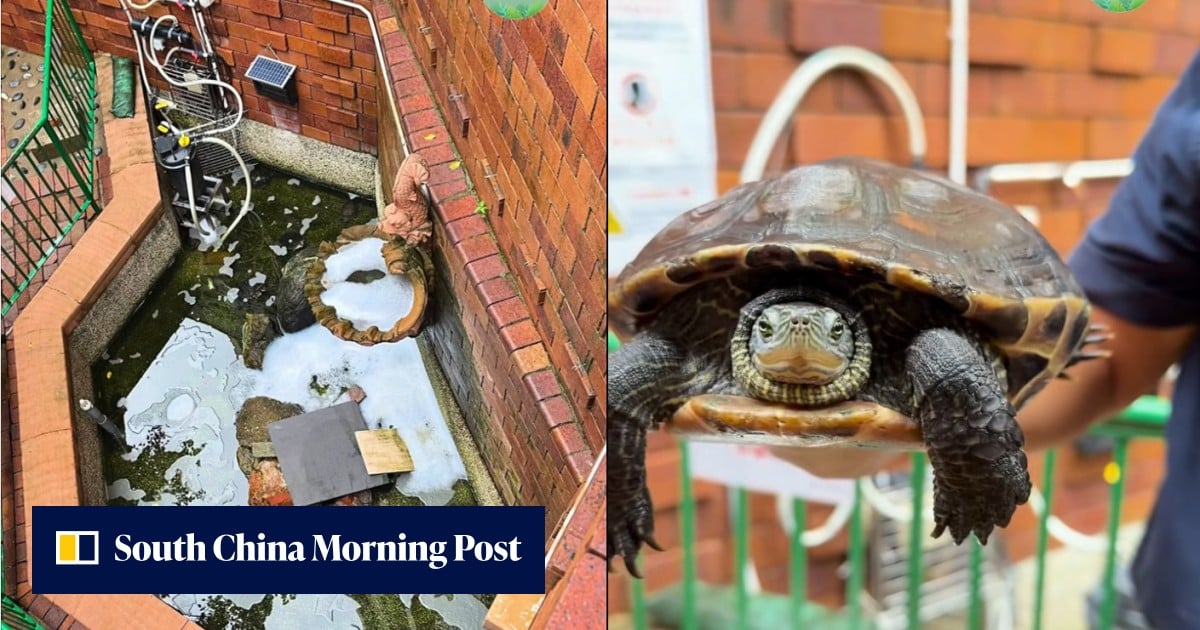 Man held after laundry capsules dumped into pond, killing catfish and injuring turtles