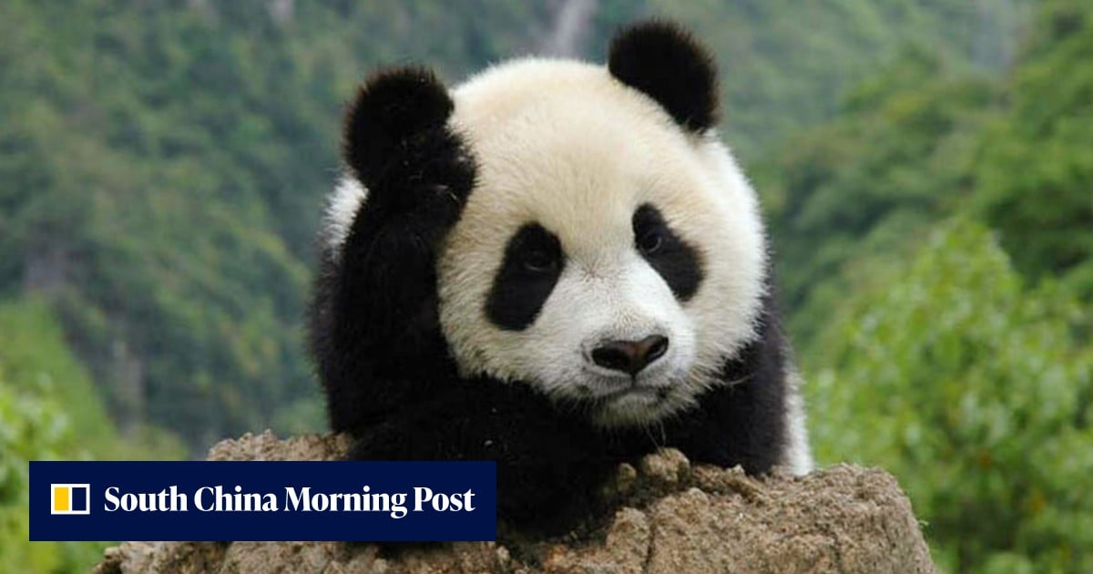 Human-wild animal clashes on the rise in China’s Giant Panda National Park