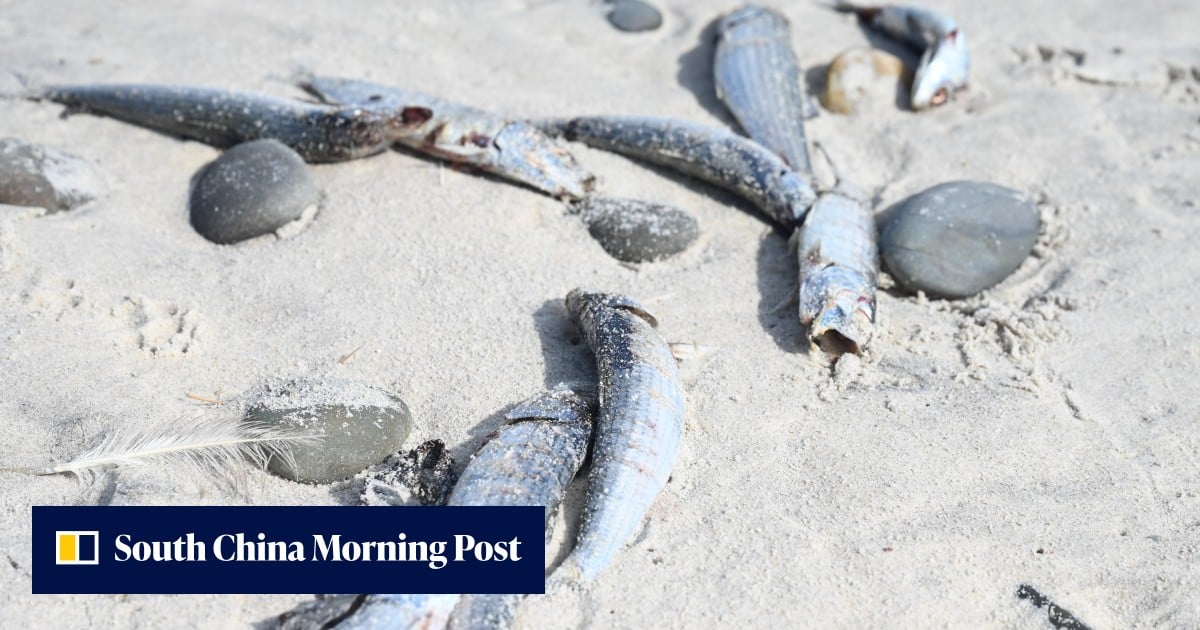 Scientists probe if herpes virus is killing sardines off South Africa