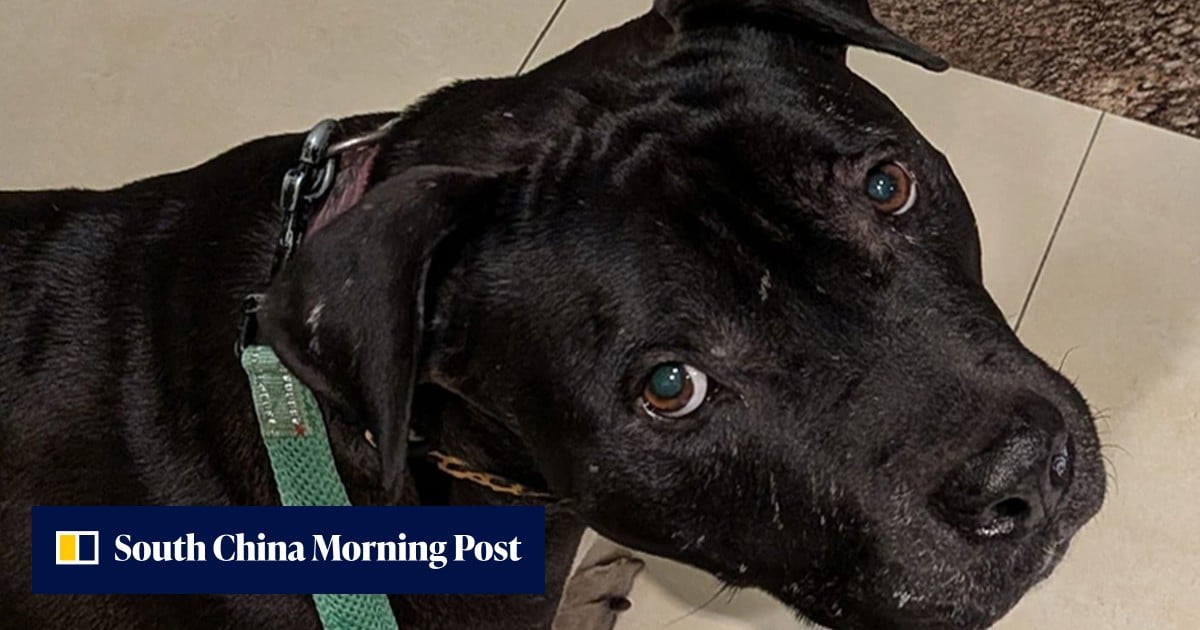 Backlash grows after Hong Kong authorities seize second ‘fighting dog’ in week