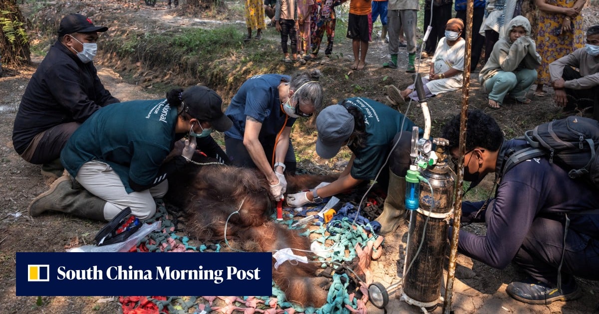 Orangutan rescued from Borneo fire battles respiratory illness