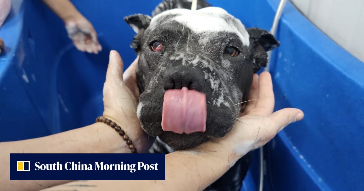 Welfare groups seek clarity on breed classification amid third fighting dog case