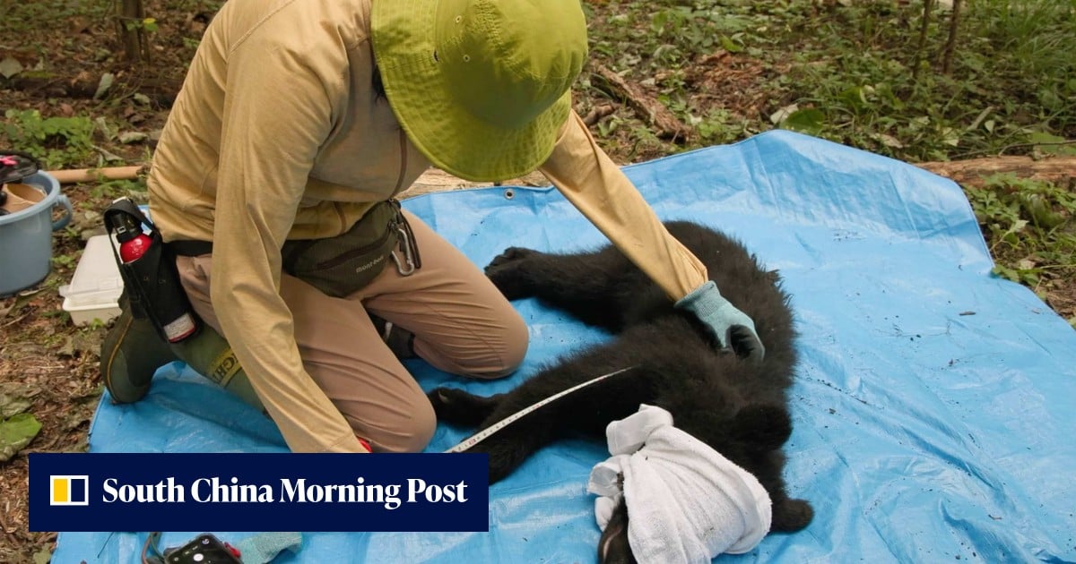 Japan bear project aims to show coexistence, not culling, can prevent attacks