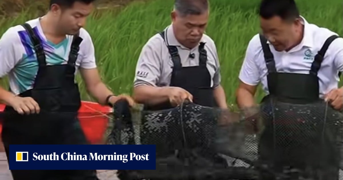 As rice output falls, Malaysia looks to China’s ‘2 yields, 1 land’ model