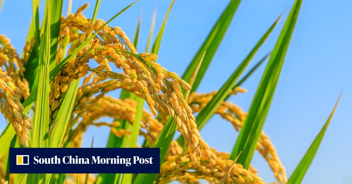Chinese research team may have cracked secret to crossbreeding Asian and African rice