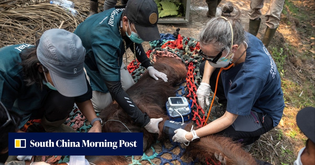 Orangutan in Indonesia dies after exposure to haze fires, abnormalities in lungs