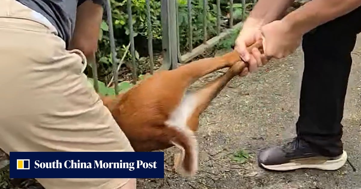 Leave it to the experts, district councillor told after chaotic deer rescue