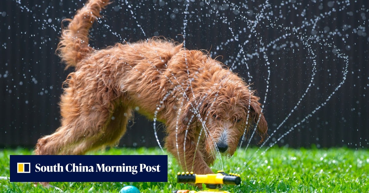 https://cdn.i-scmp.com/sites/default/files/styles/og_image_scmp_generic/public/d8/images/canvas/2026/09/04/931f7fc4-ce05-4d81-b9d3-8ec71c632803_9e876957.jpg?itok=FmfudP2z&v=1788519680