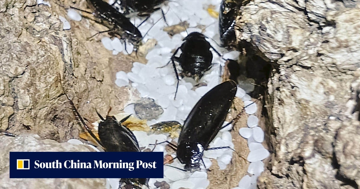Cold comfort: Japan’s Hokkaido battles cockroach surge amid global warming