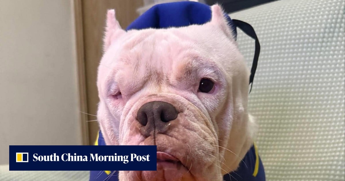 ‘A victim’: American Bully dies in surgery, owners question fighting dog rules