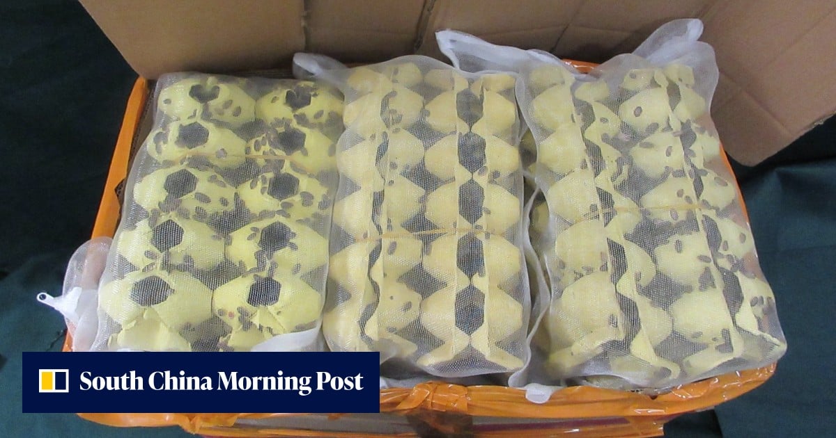 Hong Kong customs seizes 200 crickets, 13kg of cockroaches at border checkpoint