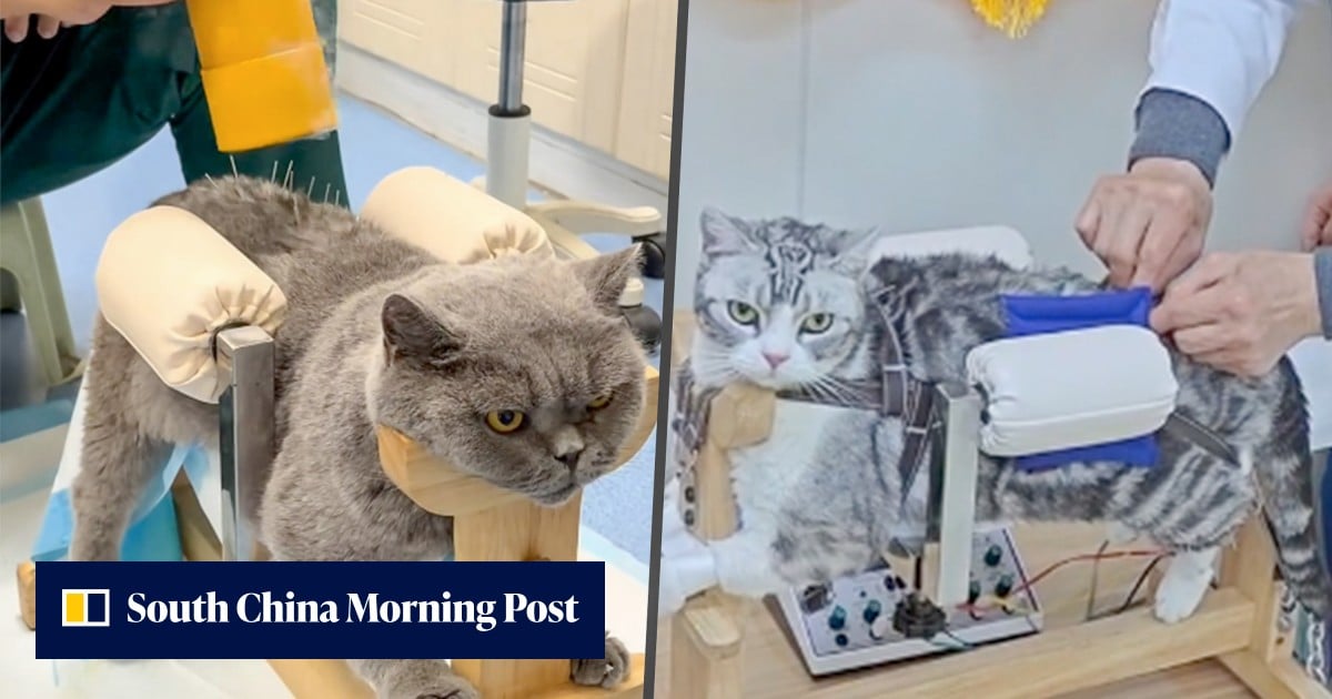 More Chinese pet owners choose TCM for chronic pet illnesses using herbs, bee stings, acupuncture