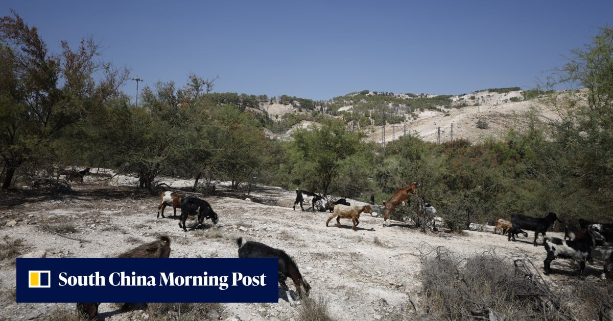 UK imposes trade ban on goods from Israeli West Bank settlements