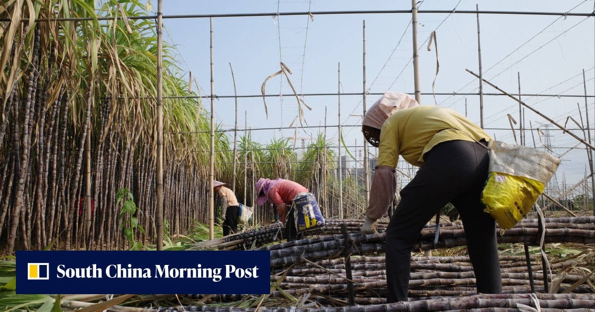 Why China’s sugar stockpiles may blunt an El Nino-fuelled global supply crunch