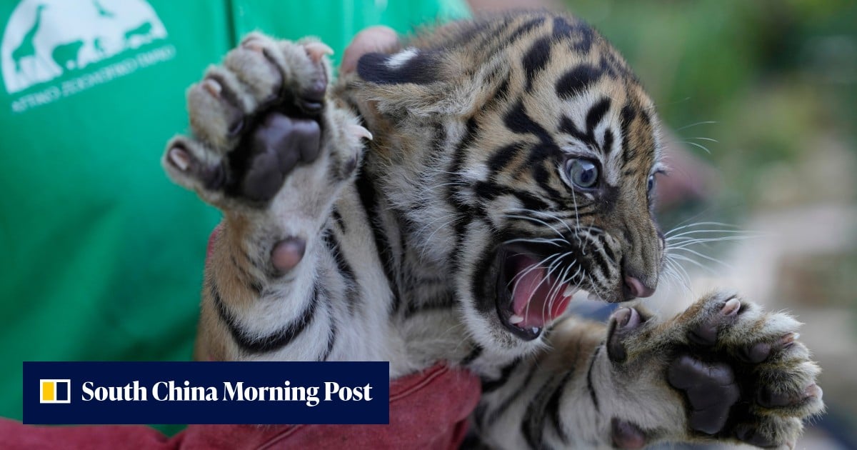Endangered Sumatran tigers born in Greece as zoos build safety net