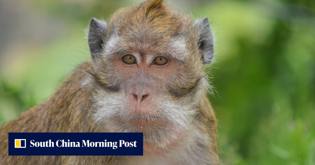 China needs monkeys: lab animal shortage could hinder biotech growth