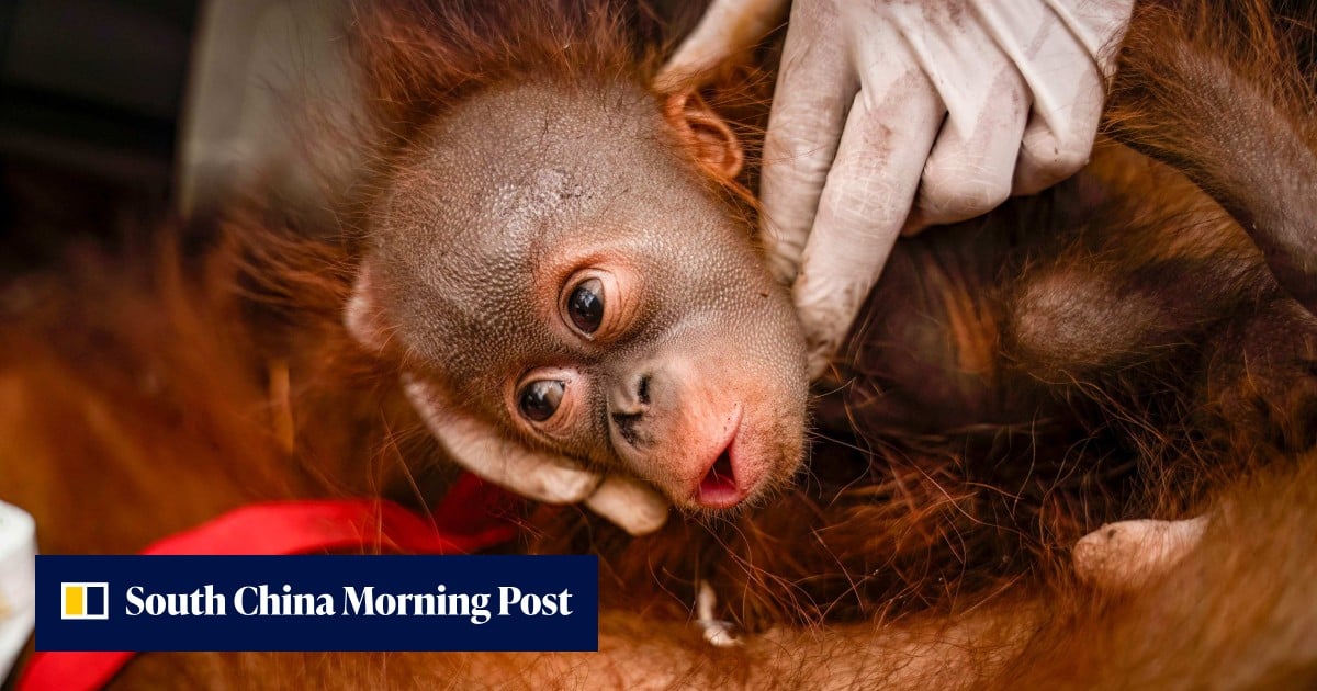 Indonesia rescues 6 orangutans from forest fires in a week Indonesia rescues 6 orangutans from forest fires in a week