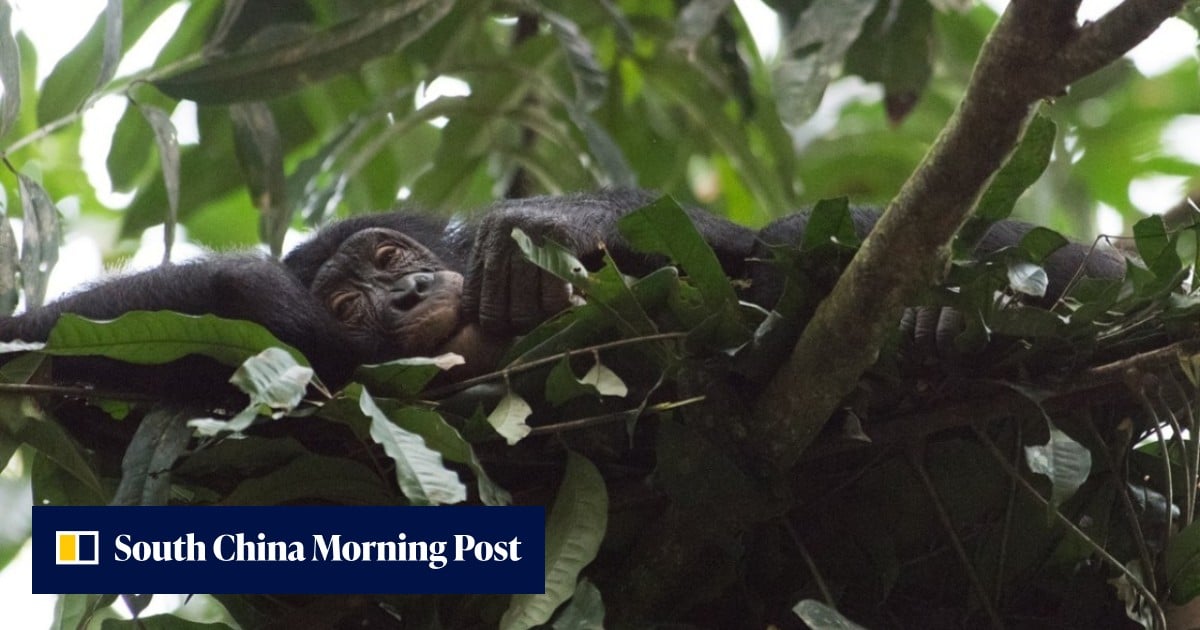 Why sleeping less than apes helped humans become Earth’s dominant species - South China Morning Post image